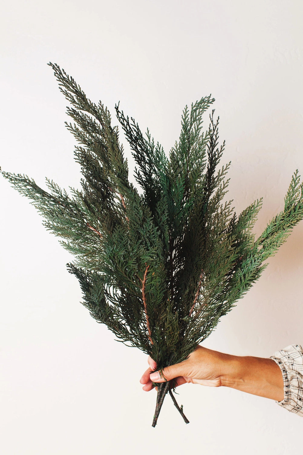 Preserved Cedar