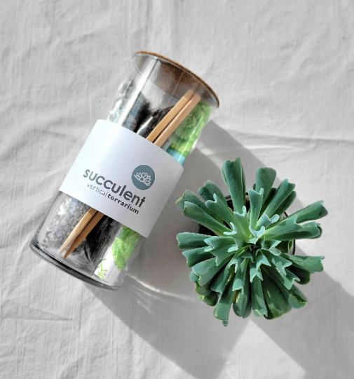 Succulent Terrarium