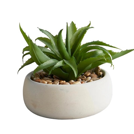 Succulent Gray Pot